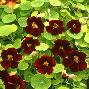 Black Velvet Latin çiçeği tohumu – Tropaeolum minus