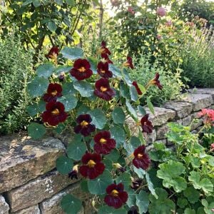 Black Velvet Latin çiçeği tohumu – Tropaeolum minus