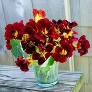 Black Velvet Latin çiçeği tohumu – Tropaeolum minus