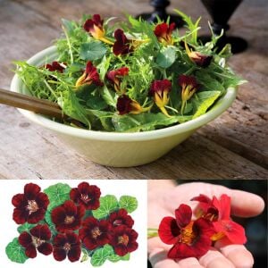 Black Velvet Latin çiçeği tohumu – Tropaeolum minus