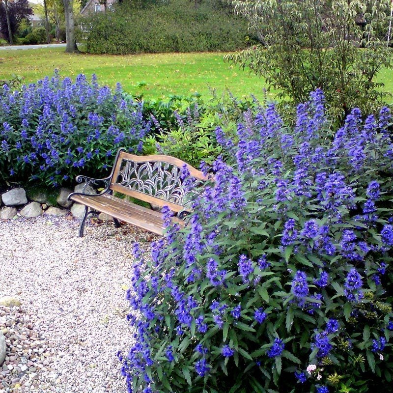 Mavi sakal çalısı fidesi caryopteris clandonensis