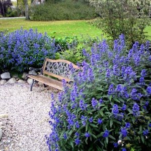 Mavi sakal çalısı fidesi caryopteris clandonensis