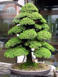 Cryptomeria japonica japon sugi sedir ağacı tohumu