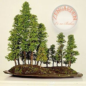 Cryptomeria japonica japon sugi sedir ağacı tohumu