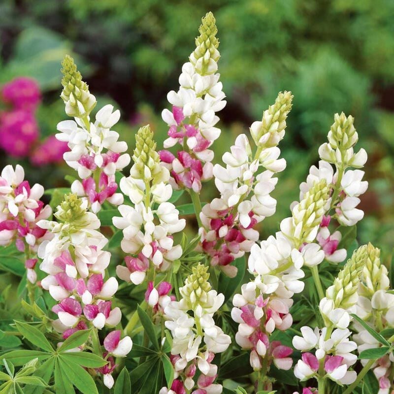 Pink Fairy Acı Bakla Tohumu – Lupinus elegans