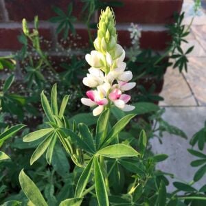 Pink Fairy Acı Bakla Tohumu – Lupinus elegans