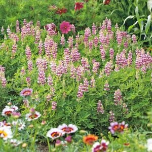 Pink Fairy Acı Bakla Tohumu – Lupinus elegans