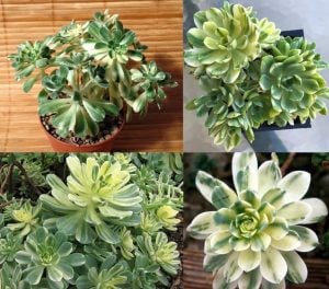 Aeonium suncup castello paivae variegata sukulent bitki