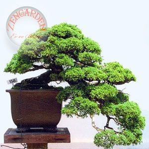 Juniperus Chinensis Çin Ardıç Ağacı tohumu