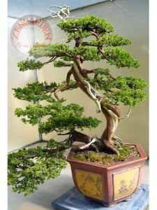 Juniperus Chinensis Çin Ardıç Ağacı tohumu