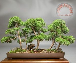 Juniperus Chinensis Çin Ardıç Ağacı tohumu