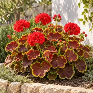 Karamel kırmızı dekoratif sardunya fidesi ithal deco caramel red