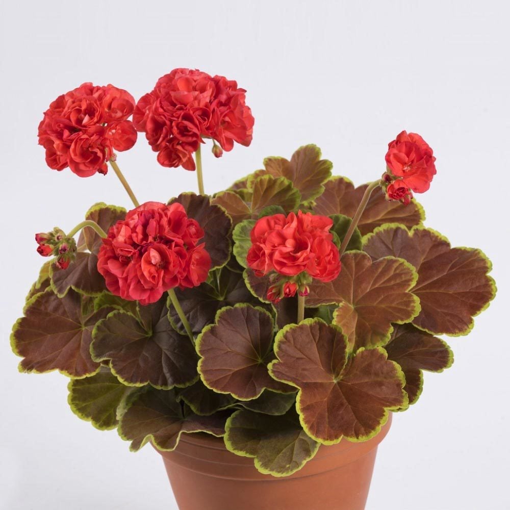Karamel kırmızı dekoratif sardunya fidesi ithal deco caramel red