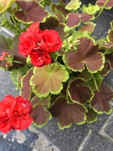 Karamel kırmızı dekoratif sardunya fidesi ithal deco caramel red