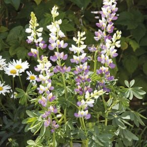 Javelin Lilac Lupin Çiçeği Tohumu – Lupinus