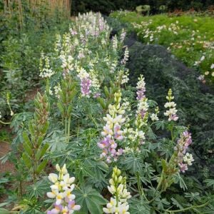 Javelin Lilac Lupin Çiçeği Tohumu – Lupinus