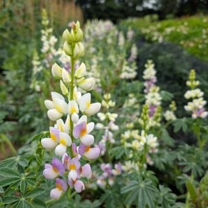 Javelin Lilac Lupin Çiçeği Tohumu – Lupinus
