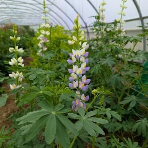 Javelin Lilac Lupin Çiçeği Tohumu – Lupinus