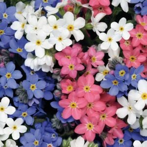 Myosotis tohumu unutma beni çiçeği hibrit choice karışımı