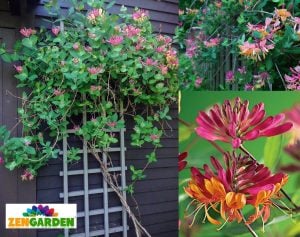 Kokulu hanımeli fidesi lonicera heckrottii goldflame honeysuckle