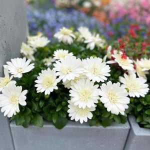 Katlı beyaz bodrum papatyası fidesi double clear white