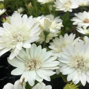 Katlı beyaz bodrum papatyası fidesi double clear white