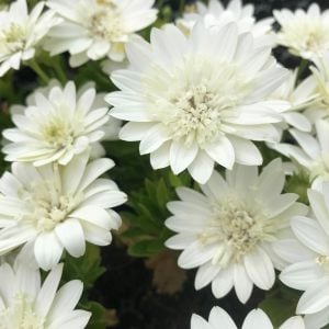 Katlı beyaz bodrum papatyası fidesi double clear white