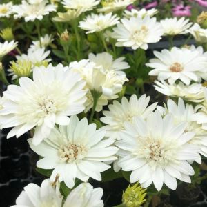 Katlı beyaz bodrum papatyası fidesi double clear white