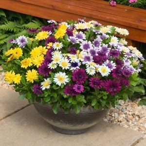 Katlı beyaz bodrum papatyası fidesi double clear white