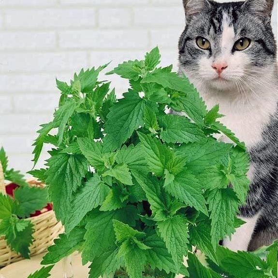 Şifalı kedi nanesi nepeta cataria catnip 1 fide