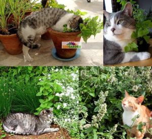 Şifalı kedi nanesi nepeta cataria catnip 1 fide