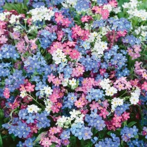 Myosotis tohumu unutma beni çiçeği hibrit choice karışımı
