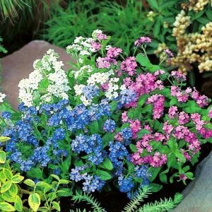 Myosotis tohumu unutma beni çiçeği hibrit choice karışımı