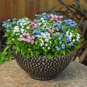 Myosotis tohumu unutma beni çiçeği hibrit choice karışımı