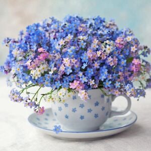 Myosotis tohumu unutma beni çiçeği hibrit choice karışımı