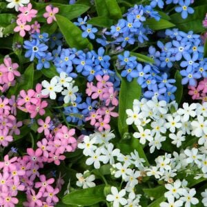 Myosotis tohumu unutma beni çiçeği hibrit choice karışımı