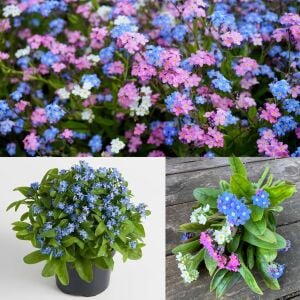 Myosotis tohumu unutma beni çiçeği hibrit choice karışımı