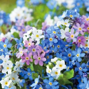 Myosotis tohumu unutma beni çiçeği hibrit choice karışımı