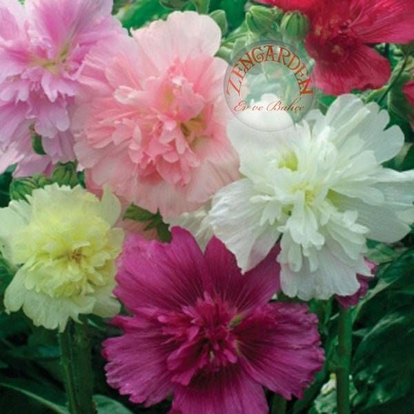 Katmerli gülhatmi tohumu saksıya uygun queeny alcea rosea hollyhock