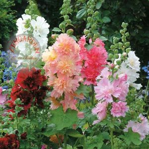 Katmerli gülhatmi tohumu saksıya uygun queeny alcea rosea hollyhock