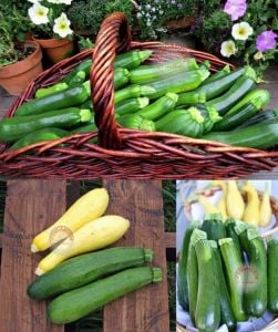 Koyu yeşil kabak tohumu Atalık dark green zucchini