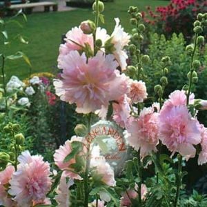Katmerli gülhatmi tohumu saksıya uygun queeny alcea rosea hollyhock