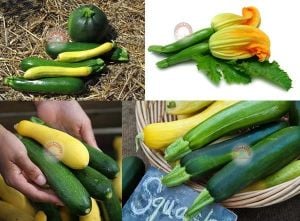Koyu yeşil kabak tohumu Atalık dark green zucchini