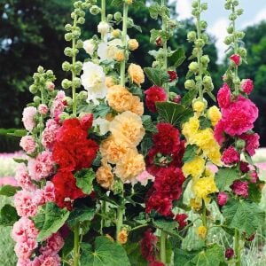 Katmerli gülhatmi tohumu hibrit chaters double alcea rosea hollyhock