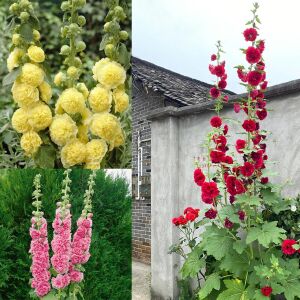 Katmerli gülhatmi tohumu hibrit chaters double alcea rosea hollyhock