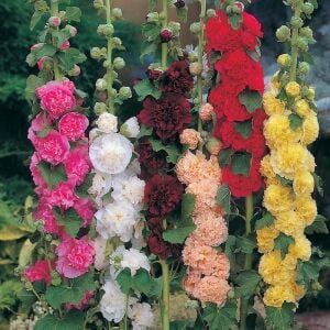 Katmerli gülhatmi tohumu hibrit chaters double alcea rosea hollyhock
