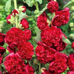 Katmerli gülhatmi tohumu hibrit chaters double alcea rosea hollyhock