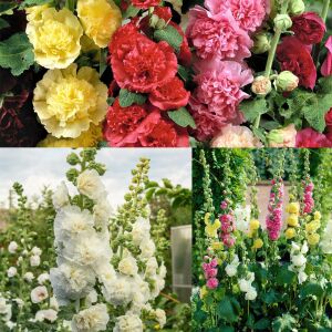 Katmerli gülhatmi tohumu hibrit chaters double alcea rosea hollyhock