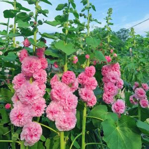 Katmerli gülhatmi tohumu hibrit chaters double alcea rosea hollyhock