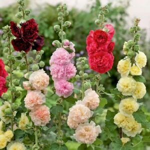 Katmerli gülhatmi tohumu hibrit chaters double alcea rosea hollyhock